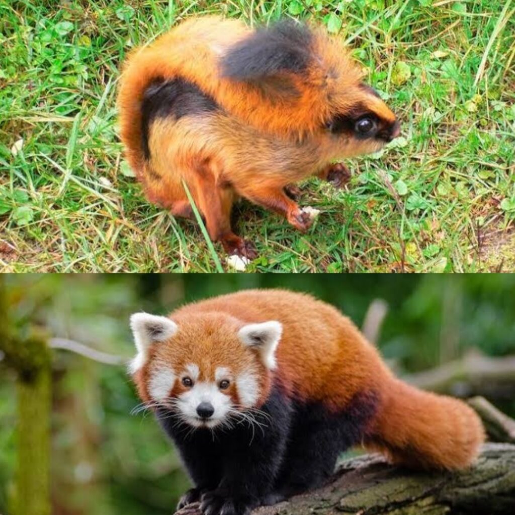Namdapha red panda and flying squirrel